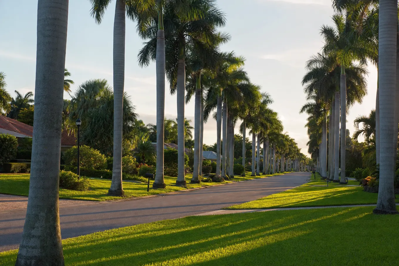 Residential street lined with towering royal palms and wide green lawns