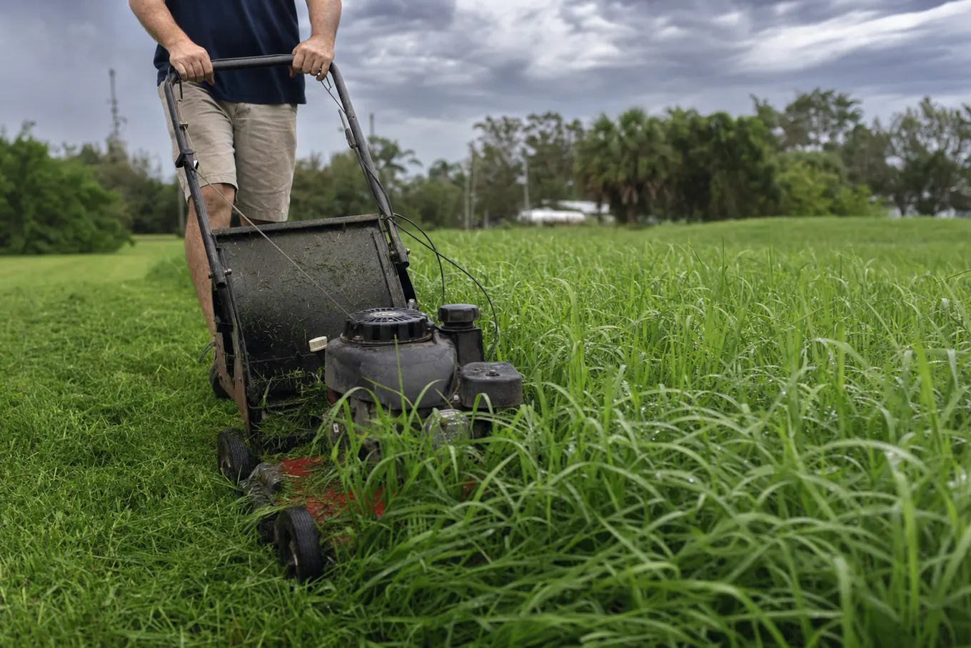 Thick fast-growing summer grass in a Florida yard waiting on a weekend mowing